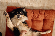 Matrace z manšestru - Šafránová