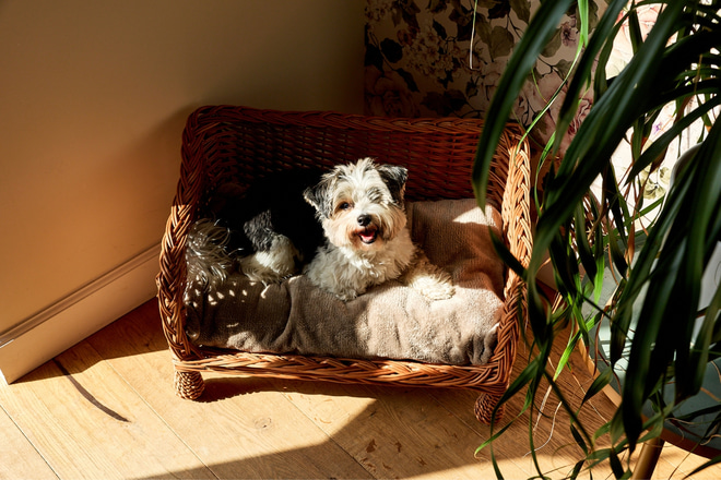 Henri Rectangular Wicker Armchair – Vintage