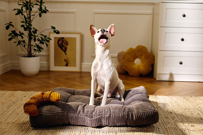 Nascondiglio per Snack – Croissant