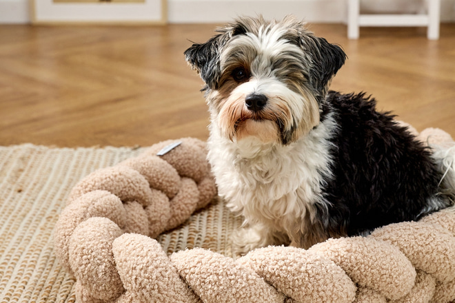 Tour de Lit tressé pour Chien