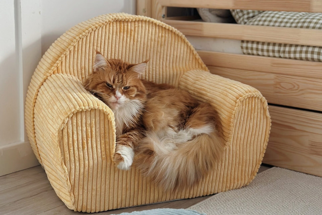 Sandy Yellow Corduroy Armchair