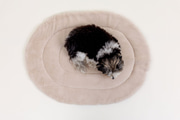 Reisematte aus Samt für Hunde - Beige