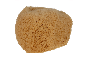 Natural Sea Sponge 