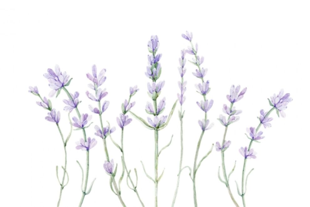 Lavender