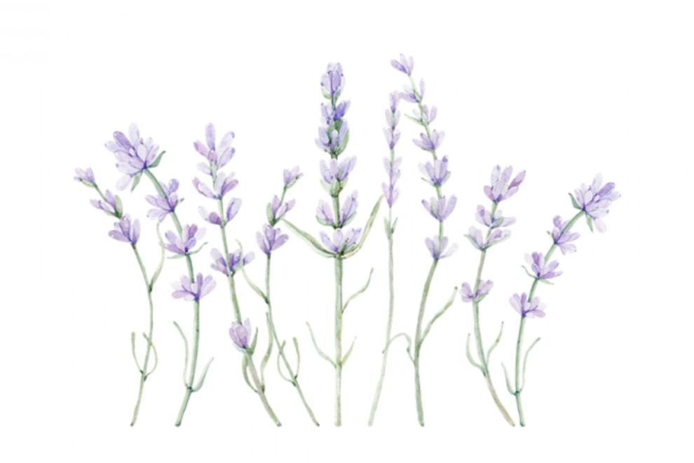 Lavender