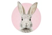 Stephan Rabbit