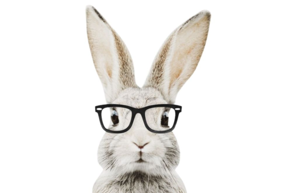 Sticker Lapin Stephan - Lunettes