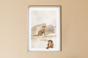 Meerkats Poster