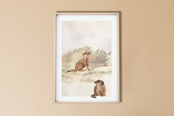 Erdmännchen Bild