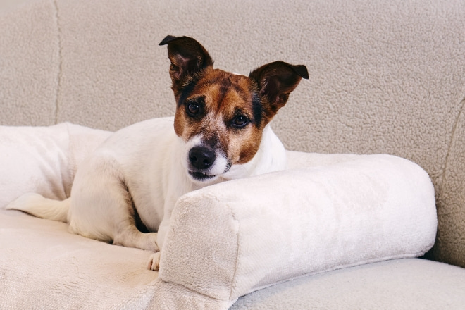 Animaux de Compagnie