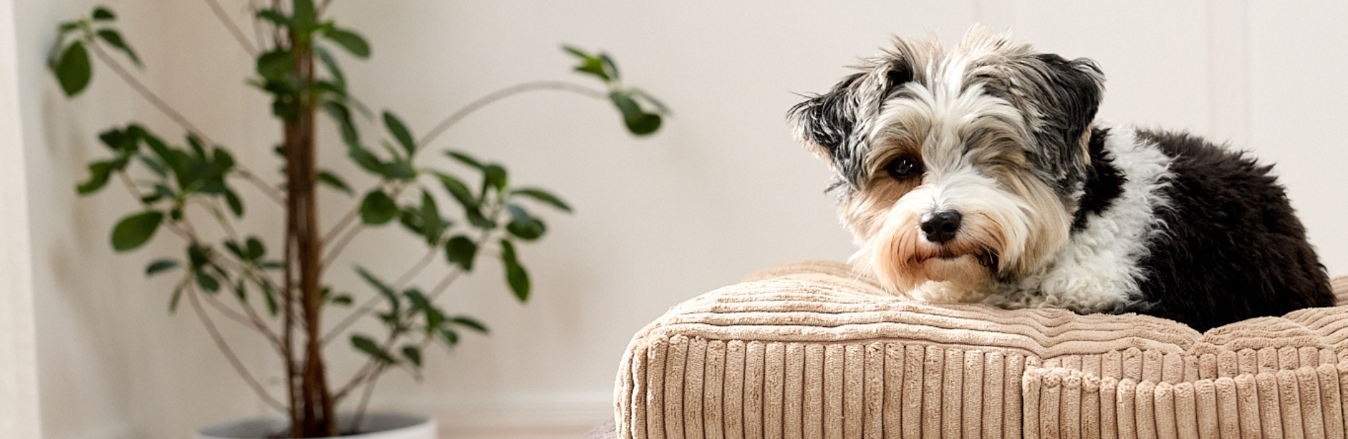 Paniers et Matelas pour Chiens et Chats | Mon Lit Cabane